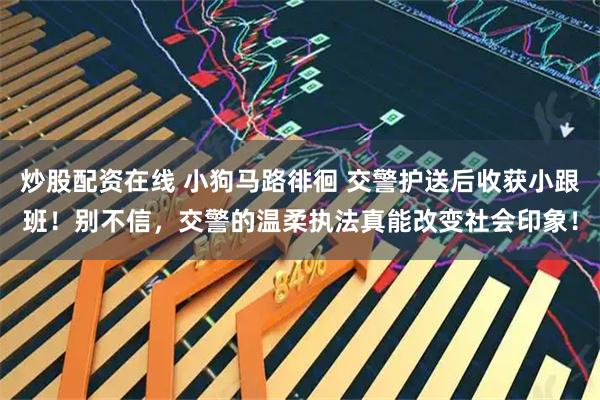 炒股配资在线 小狗马路徘徊 交警护送后收获小跟班！别不信，交警的温柔执法真能改变社会印象！
